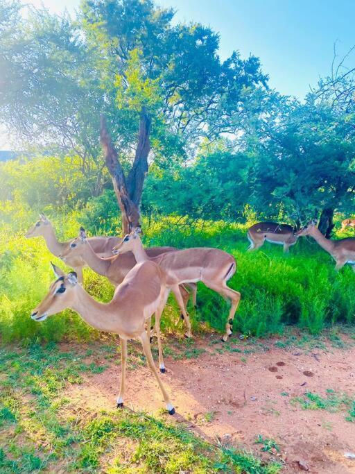 Wildheart Safari - Zesty Zebra Apartment Hoedspruit Ngoại thất bức ảnh