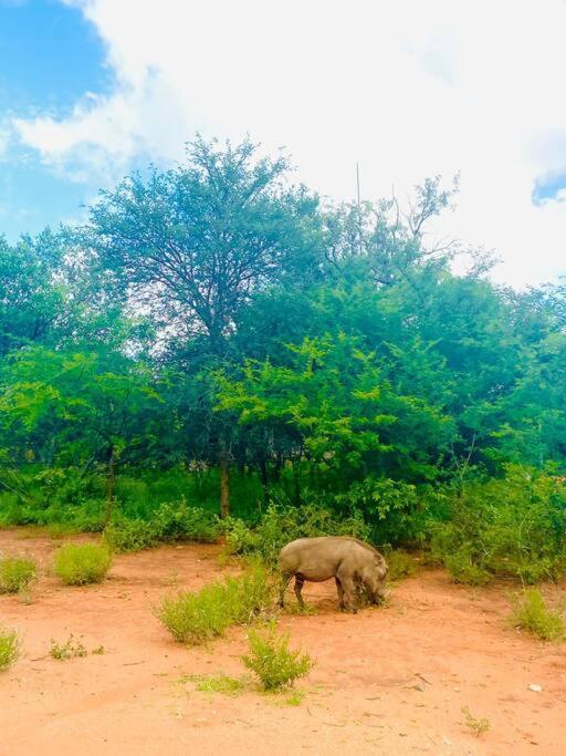 Wildheart Safari - Zesty Zebra Apartment Hoedspruit Ngoại thất bức ảnh