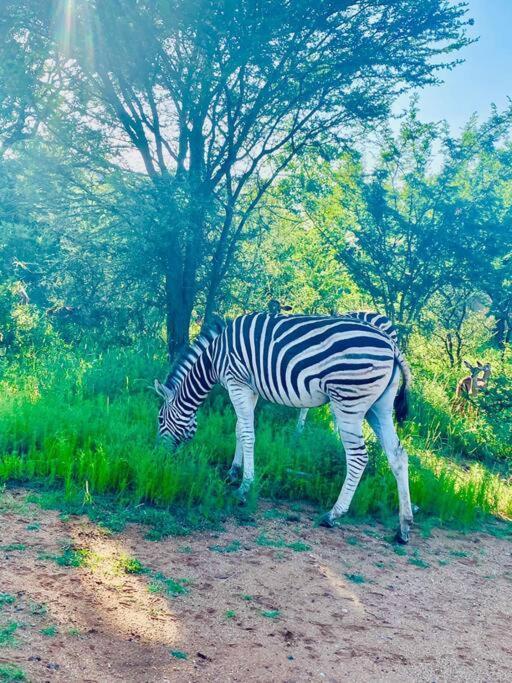 Wildheart Safari - Zesty Zebra Apartment Hoedspruit Ngoại thất bức ảnh