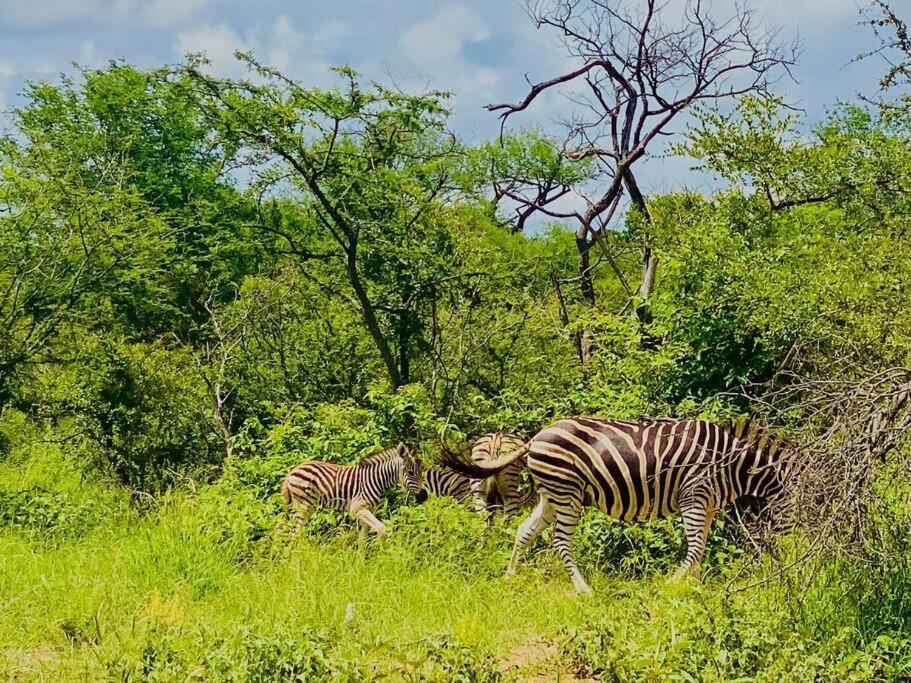 Wildheart Safari - Zesty Zebra Apartment Hoedspruit Ngoại thất bức ảnh