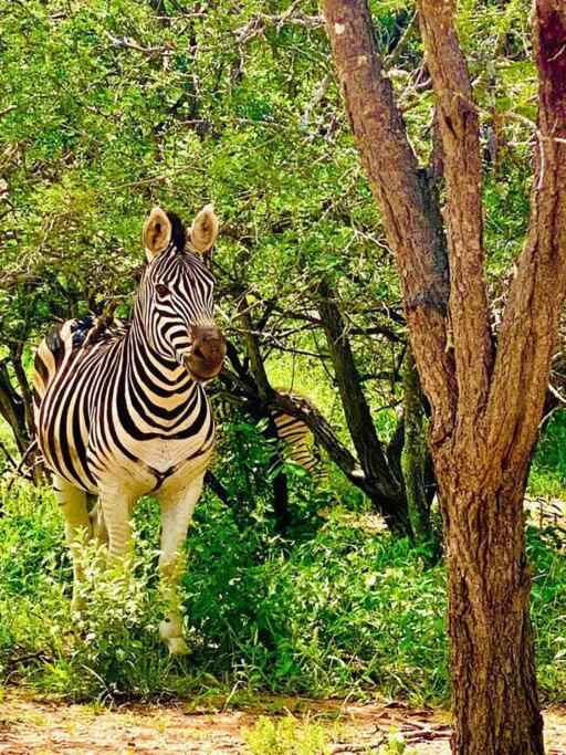 Wildheart Safari - Zesty Zebra Apartment Hoedspruit Ngoại thất bức ảnh